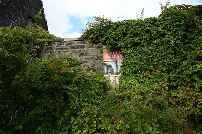 Venise Ecologique Buisson Mur