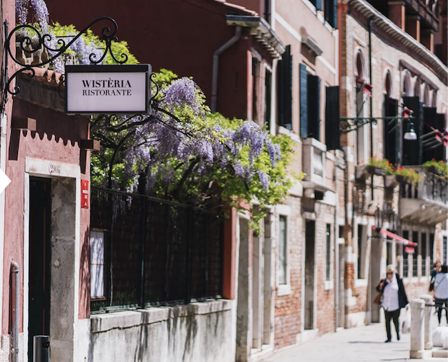 Wisteria Venice 1